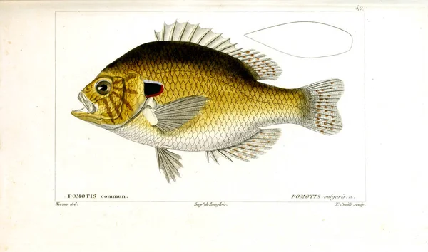 Illustration Poissons Ancienne Image — Photo