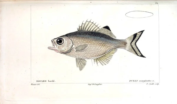 Illustration Poissons Ancienne Image — Photo