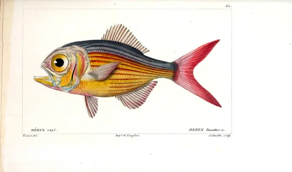 Illustration Von Fischen Altes Bild — Stockfoto