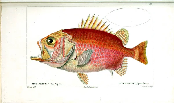 Ilustração Peixes Imagem Antiga — Fotografia de Stock