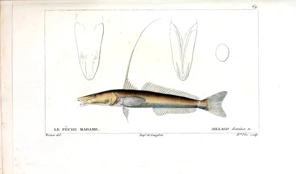 Illustration Poissons Ancienne Image — Photo