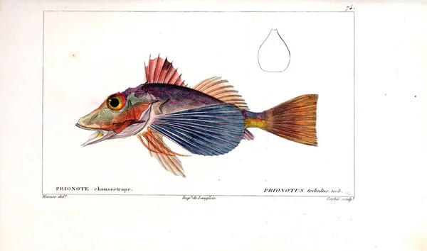 Ilustração Peixes Imagem Antiga — Fotografia de Stock