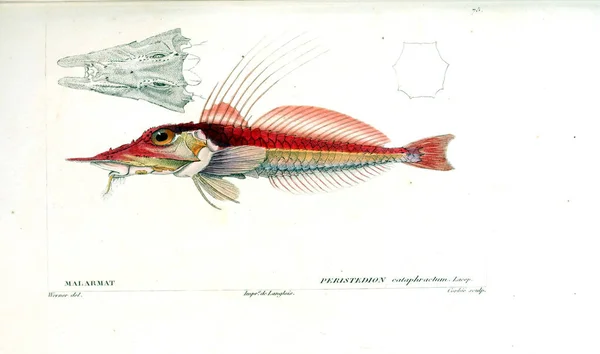 Illustration Poissons Ancienne Image — Photo