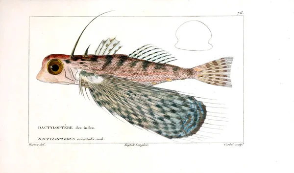 Illustration Poissons Ancienne Image — Photo