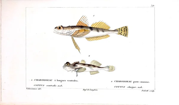 Illustration Poissons Ancienne Image — Photo