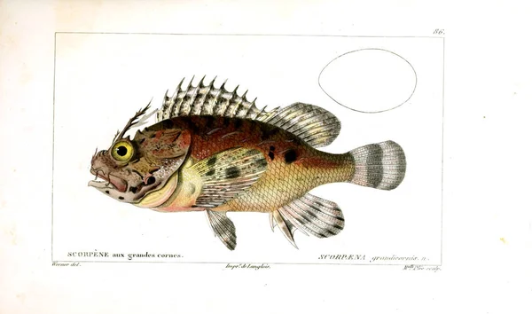 Illustration Von Fischen Altes Bild — Stockfoto