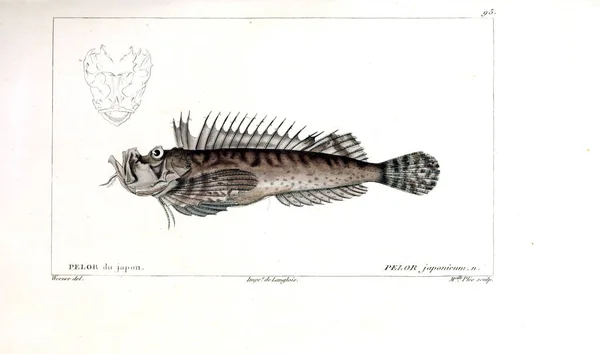 Illustration Poissons Ancienne Image — Photo