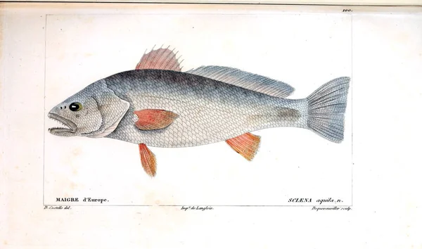 Illustration Poissons Ancienne Image — Photo