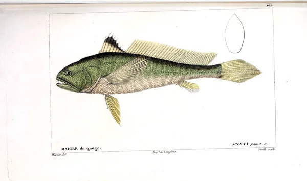 Illustration Poissons Ancienne Image — Photo