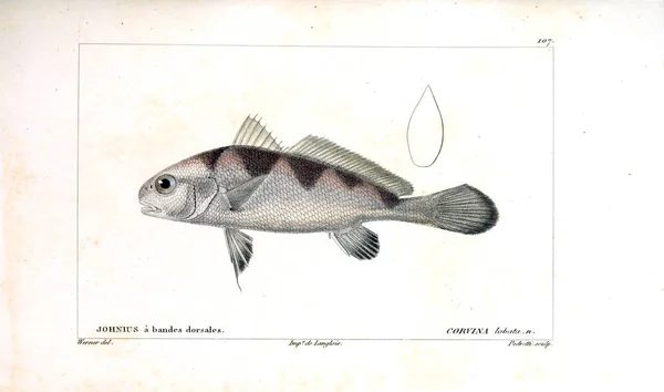 Ilustración Peces Imagen Antigua — Foto de Stock