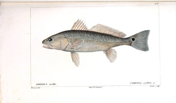 Illustration of  fish. old image