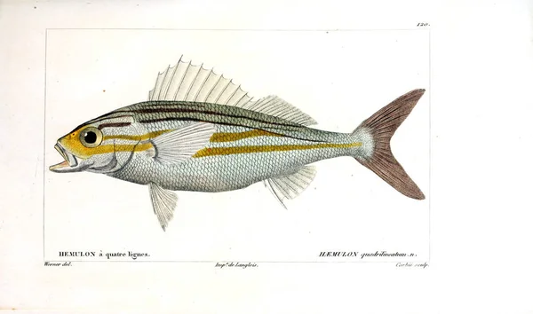 Balık Illustration Eski Resim — Stok fotoğraf