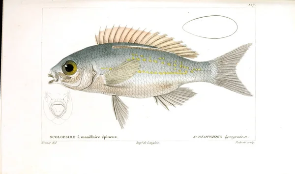 Ilustración Peces Imagen Antigua — Foto de Stock