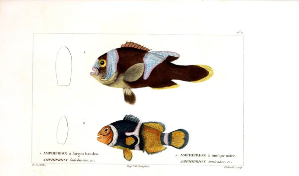 Illustration Poissons Ancienne Image — Photo