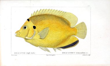 Balık Illustration. Eski resim