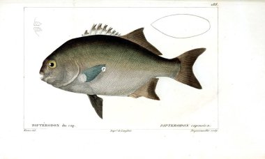 Balık Illustration. Eski resim