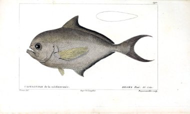 Balık Illustration. Eski resim