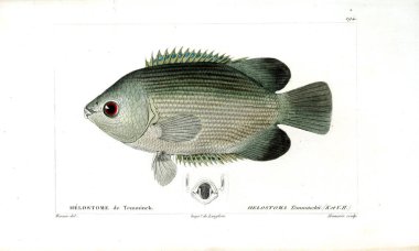 Balık Illustration. Eski resim