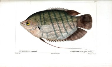 Balık Illustration. Eski resim