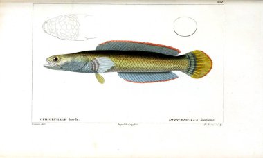 Balık Illustration. Eski resim