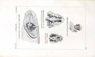 Balık Illustration. Eski resim