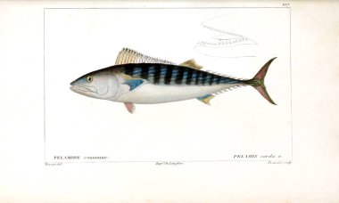 Balık Illustration. Eski resim