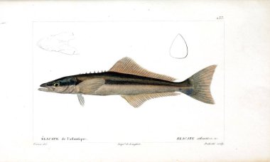 Balık Illustration. Eski resim