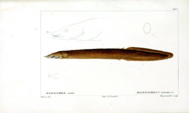 Balık Illustration. Eski resim