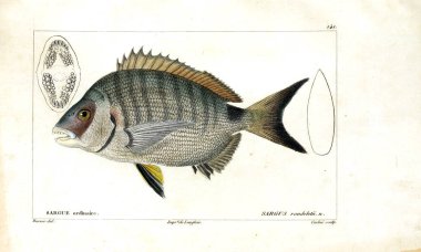 Balık Illustration. Eski resim