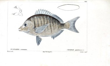 Balık Illustration. Eski resim