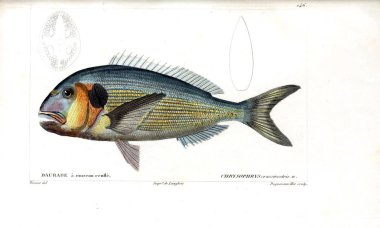 Balık Illustration. Eski resim