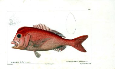 Balık Illustration. Eski resim