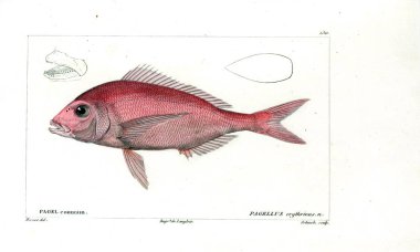 Balık Illustration. Eski resim
