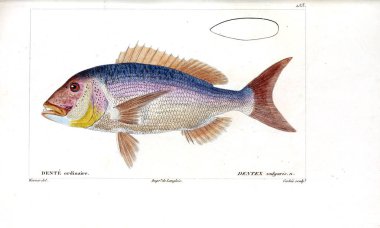 Balık Illustration. Eski resim