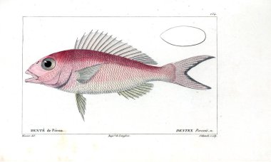 Balık Illustration. Eski resim