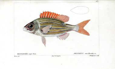 Balık Illustration. Eski resim