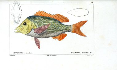 Balık Illustration. Eski resim