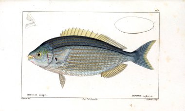 Balık Illustration. Eski resim