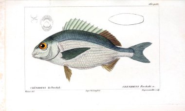 Balık Illustration. Eski resim