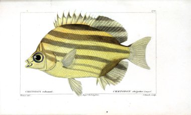 Balık Illustration. Eski resim