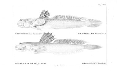 Balık Illustration. Eski resim