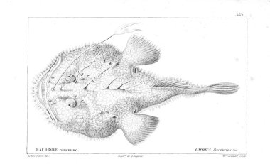 Balık Illustration. Eski resim