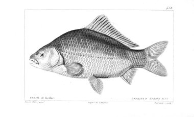 Balık Illustration. Eski resim