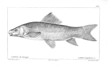 Balık Illustration. Eski resim