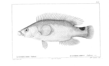 Balık Illustration. Eski resim