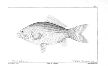Balık Illustration. Eski resim