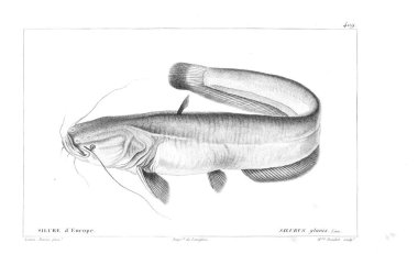 Balık Illustration. Eski resim