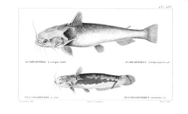 Balık Illustration. Eski resim