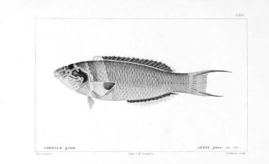 Balık Illustration. Eski resim