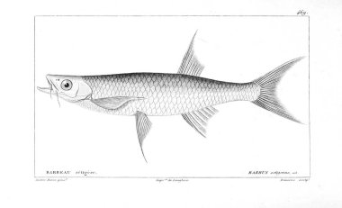 Balık Illustration. Eski resim